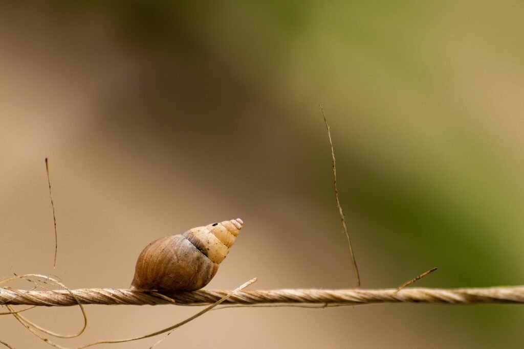 Detailed close-up of a snail resting on a rope against a blurred natural background.